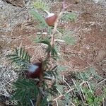 Vachellia drepanolobium Leaf