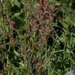 Rumex acetosaFiore