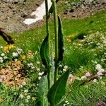 Senecio doronicum Kora