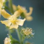 Agrimonia eupatoria Λουλούδι