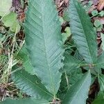 Castanea sativaDeilen