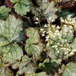 Heuchera sanguinea Feuille