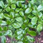 Azara microphylla Blatt