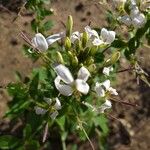 Cleome gynandra Облик