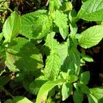 Mentha × rotundifolia Лист