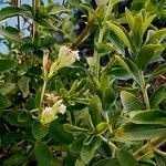 Stevia rebaudiana Leaf