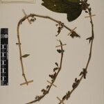 Phlogacanthus pubinervius