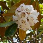 Rhododendron arizelum Flower