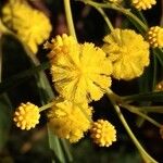 Acacia retinodes Blatt