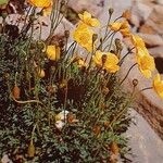 Papaver alpinum Vekstform