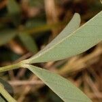 Crotalaria rogersii Φύλλο