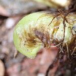 Coniogramme africana Otro