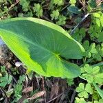 Arisarum simorrhinum Blad