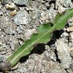 Hieracium berardianum Likasa