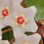 Hoya carnosa Цветок