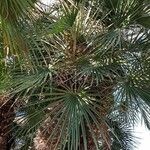 Chamaerops humilisList