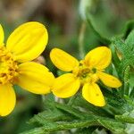 Eriophyllum confertiflorum Blüte