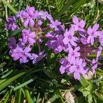 Verbena canadensis പുഷ്പം