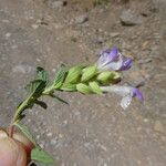 Scutellaria alpina خشب