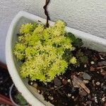 Sedum japonicum Hoja