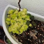 Sedum japonicum Lapas