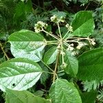 Clerodendrum formicarum 葉