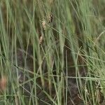 Carex limosa Habit