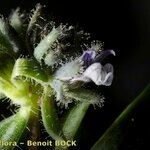 Linaria micrantha फूल
