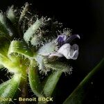 Linaria micrantha Flower