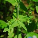 Collinsia verna Leaf