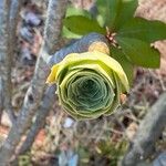 Aeonium aureum Blad