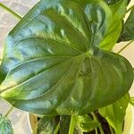 Alocasia cucullata Folha