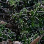 Lithodora hispidula Leaf