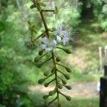 Hirtella hebeclada Flower