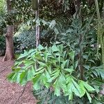 Caryota urens Leaf