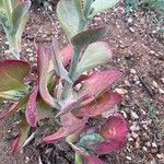 Kalanchoe tetraphylla Leaf