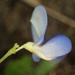 Vigna unguiculata Blomma