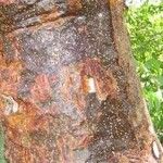 Bursera simaruba പുറംതൊലി