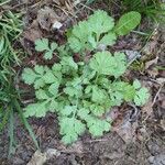 Tanacetum partheniumLeaf