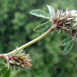 Trifolium scabrum Folha