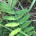 Astragalus canadensis Blatt