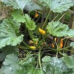 Cucurbita pepo花