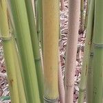 Phyllostachys flexuosa Corteza