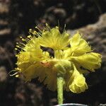 Eriogonum robustum Квітка