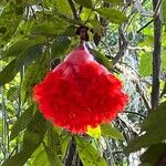 Brownea ariza फूल
