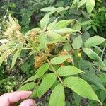 Senna hirsuta Fuelha