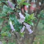 Rhaphithamnus spinosus Flor