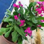 Matthiola incana പുഷ്പം