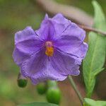 Solanum nudum Flower