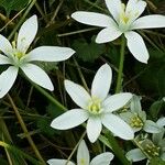 Ornithogalum divergensFlor